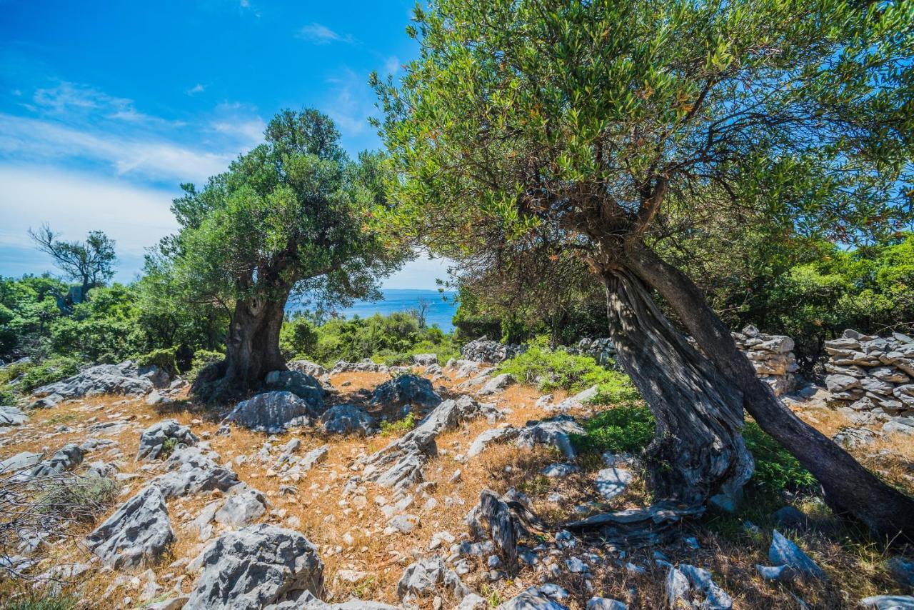 Apartment Durdica Beautiful Garden With Fantastic Sea And Mountain Views