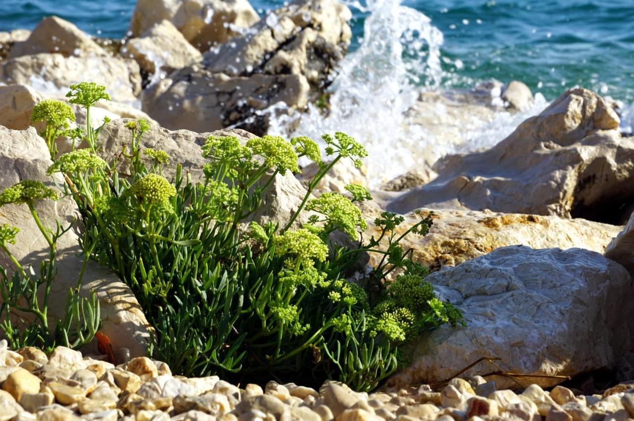 Durdica Beautiful Garden With Fantastic Sea And Mountain Views Apartment Metajna